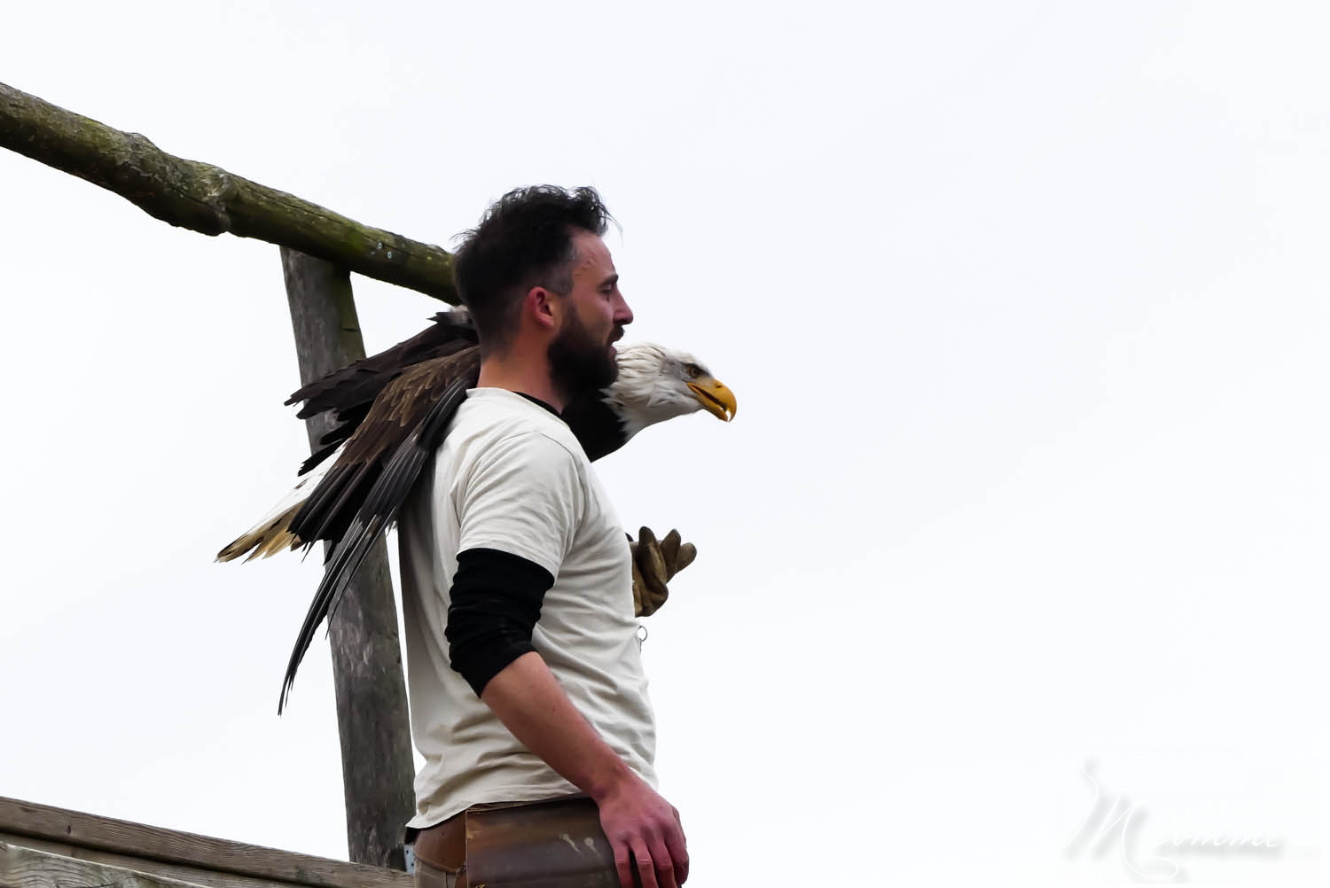spectacle oiseaux zoo la boissiere duu dore