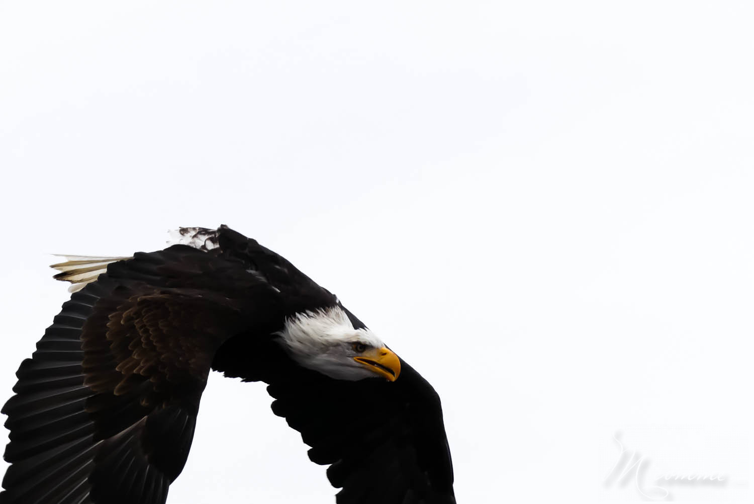 aigle spectacle oiseaux zoo la boissiere du dore