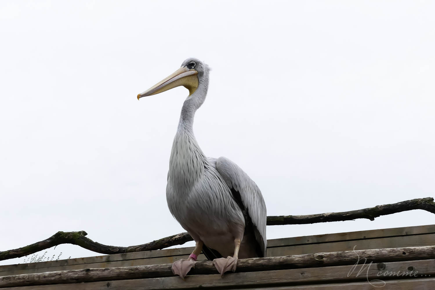 spectacle oiseaux zoo la boissiere du dore