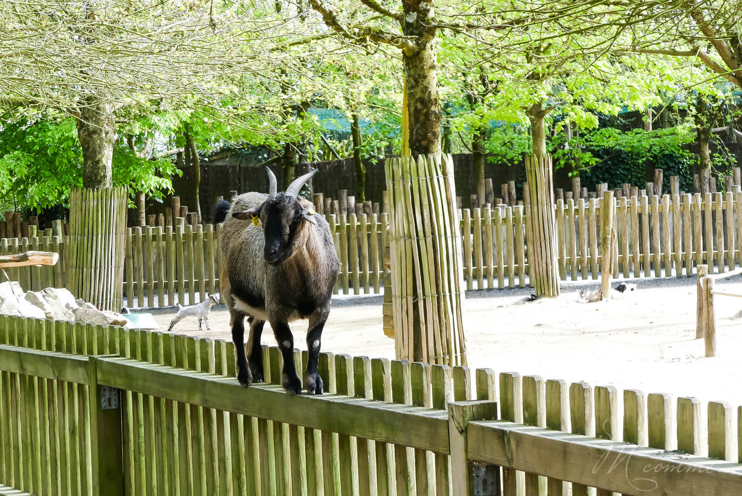 chèvre mini ferme zoo la boissiere du dore