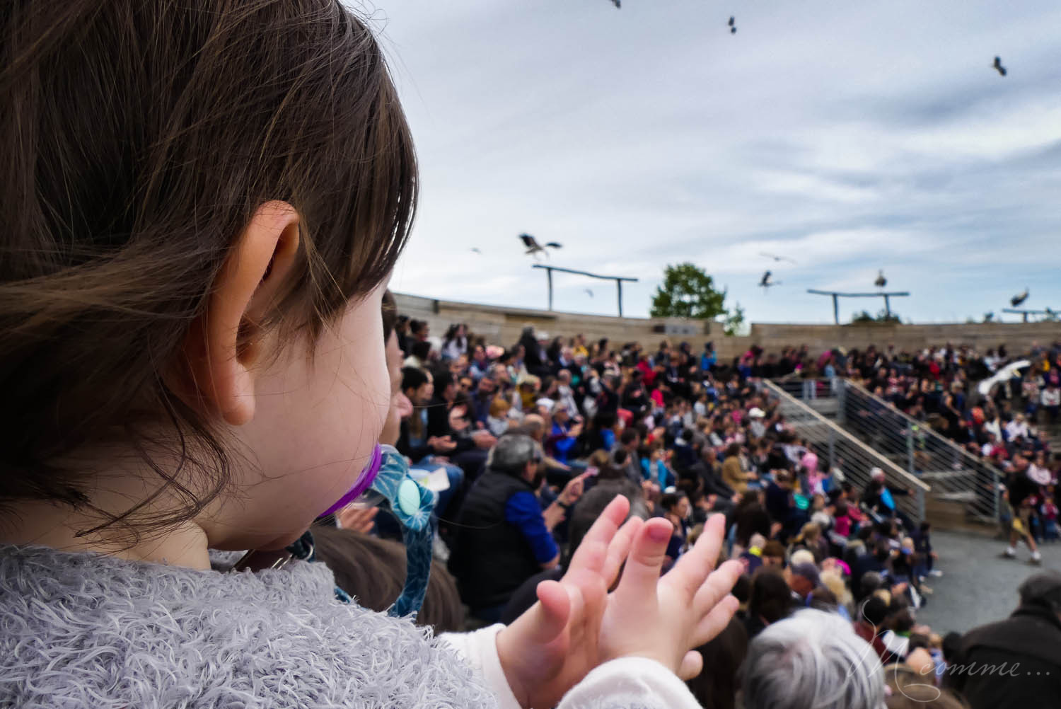 spectacle oiseaux zoo la boissiere du dore