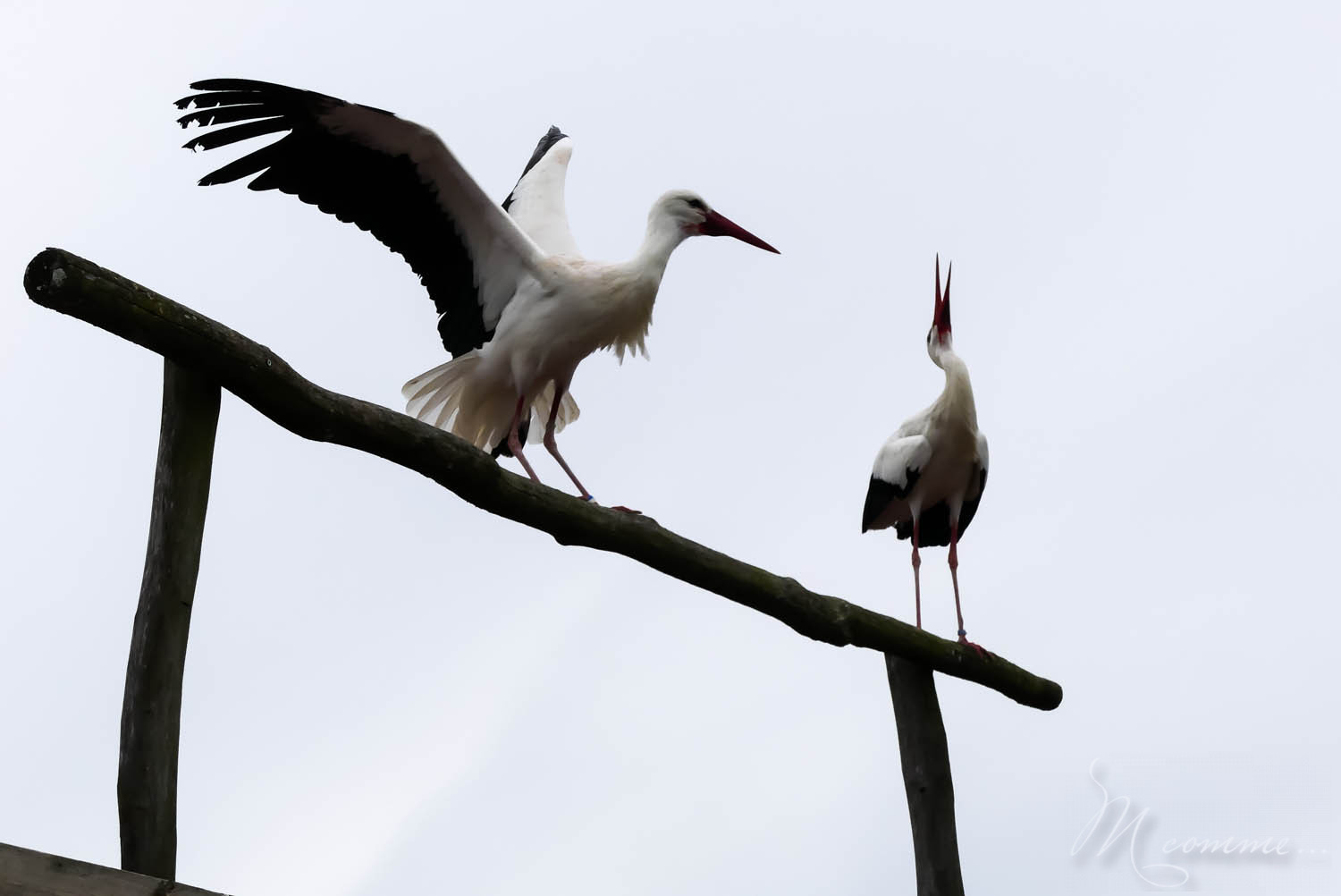 spectacle oiseaux zoo la boissiere du dore