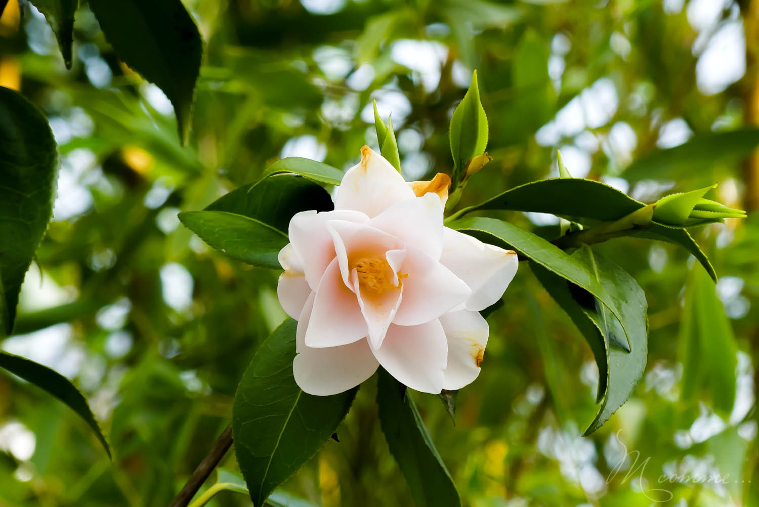 zoo la boissiere du dore nantes