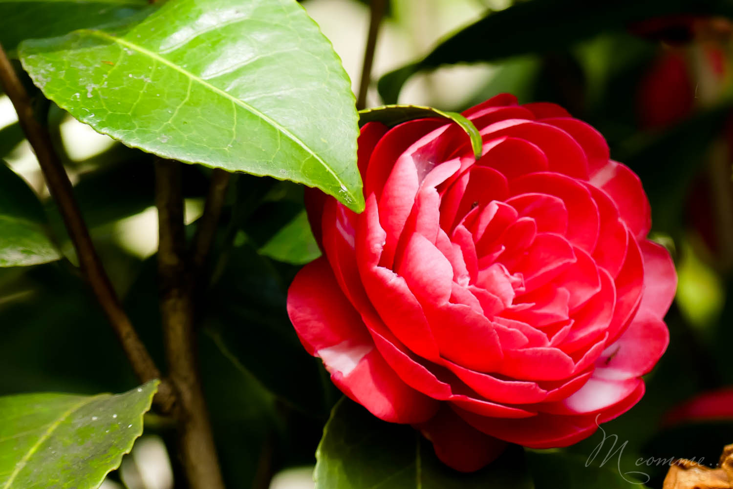 zoo la boissiere du dore nantes