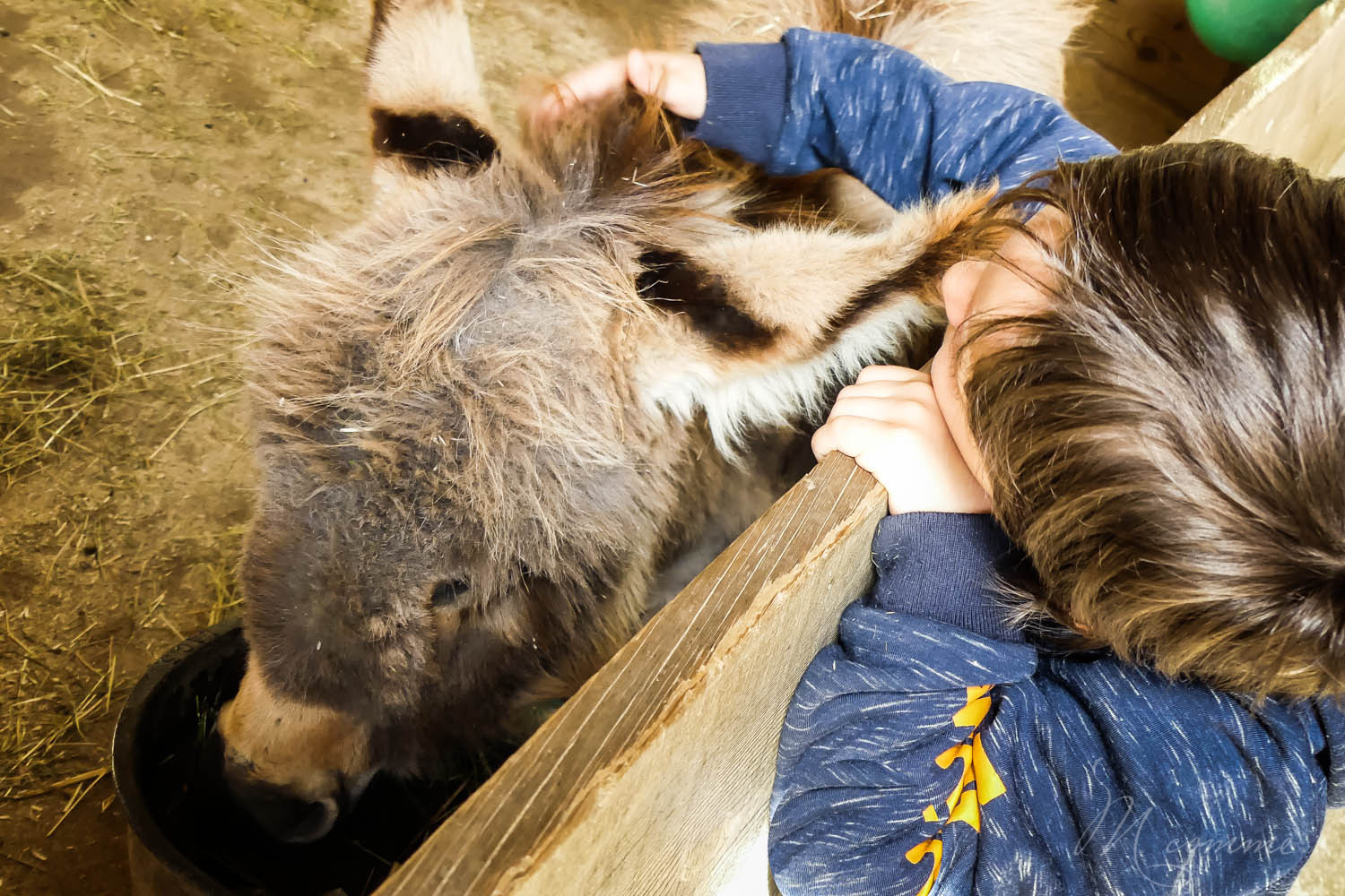 Ane mini ferme zoo la biossiere du doré