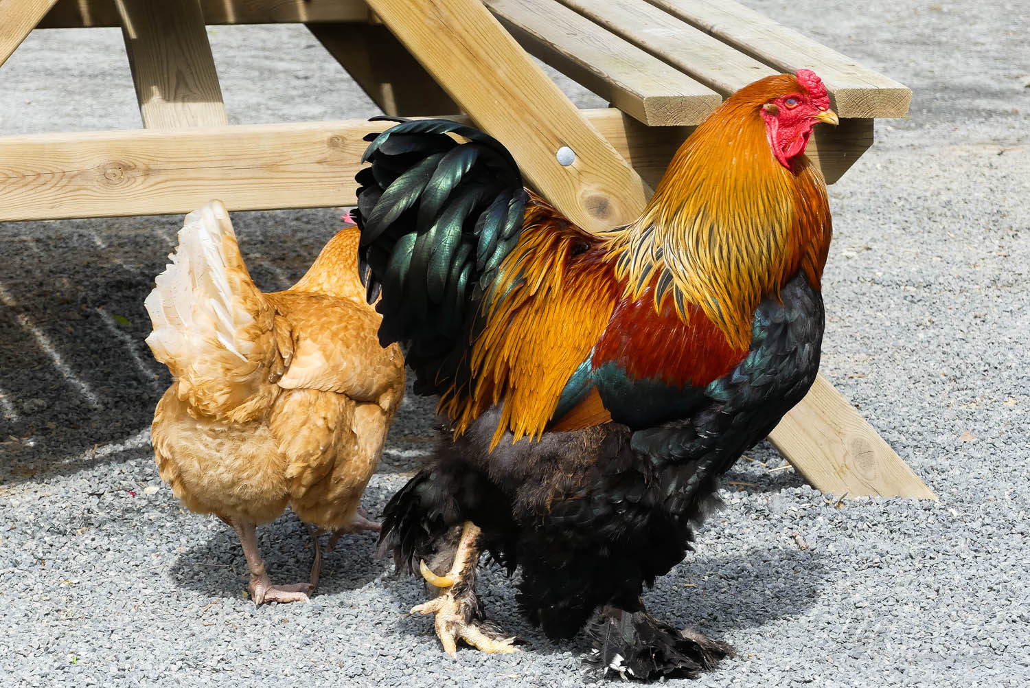 zoo la boissiere du dore nantes