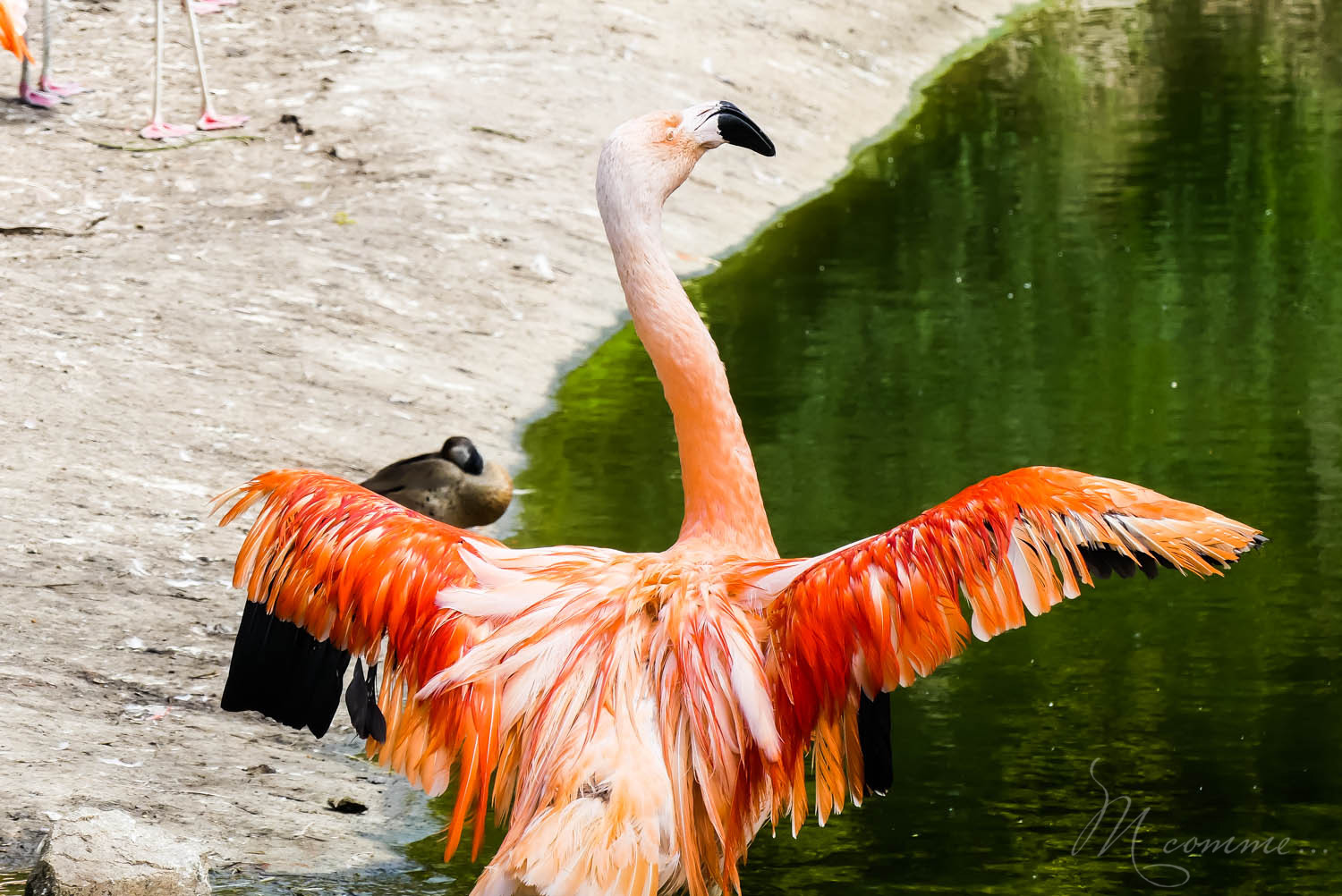 flamants roses zoo la boissiere du dore