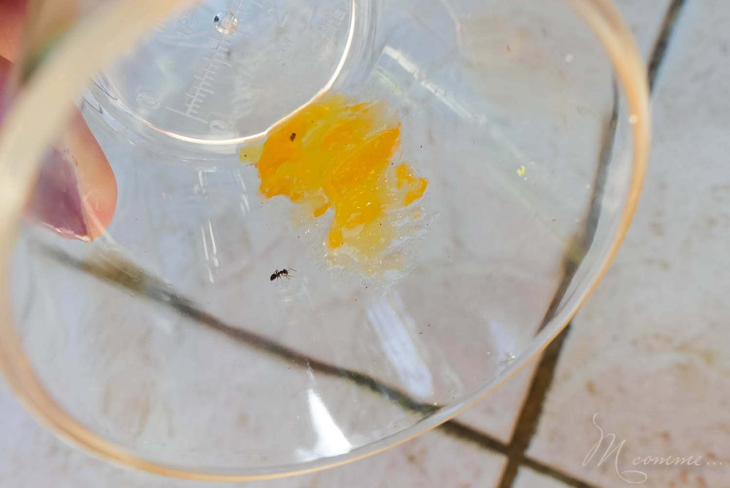 observer les fourmis buki