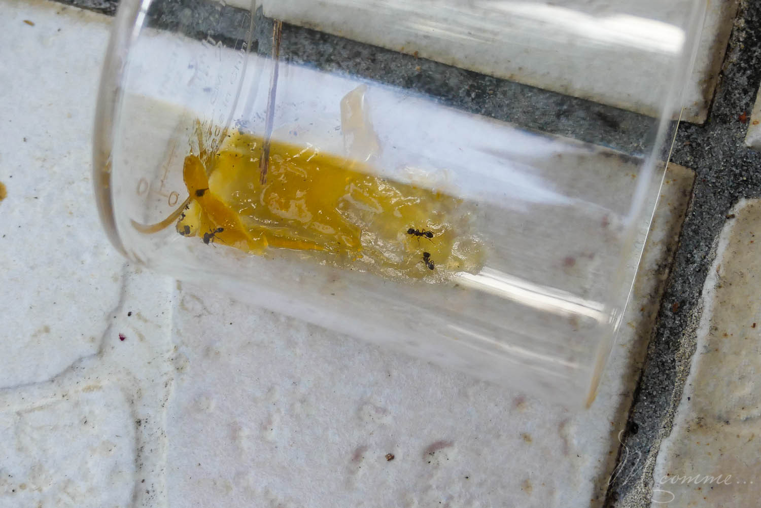 observer les foumis buki