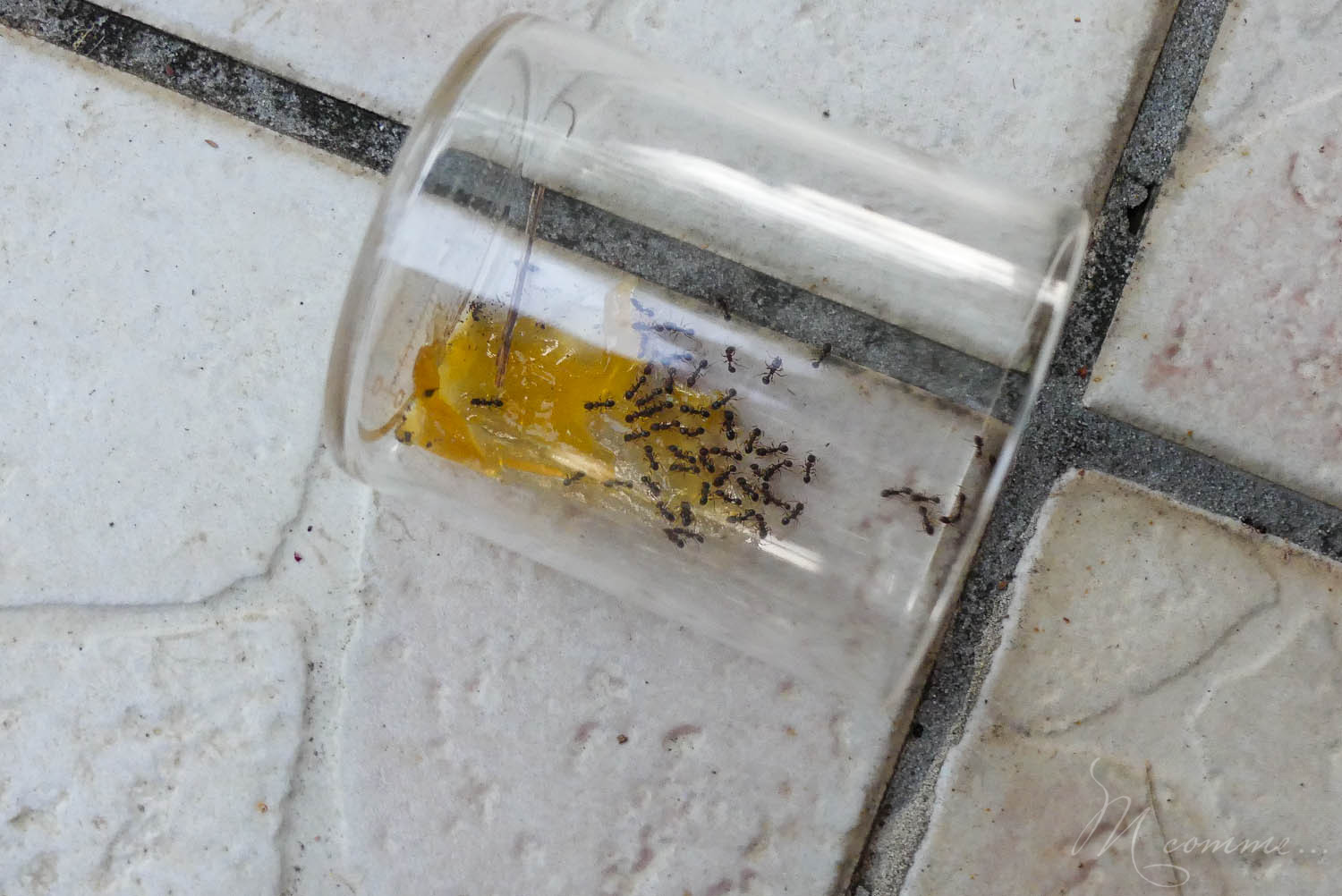 observer les fourmis buki