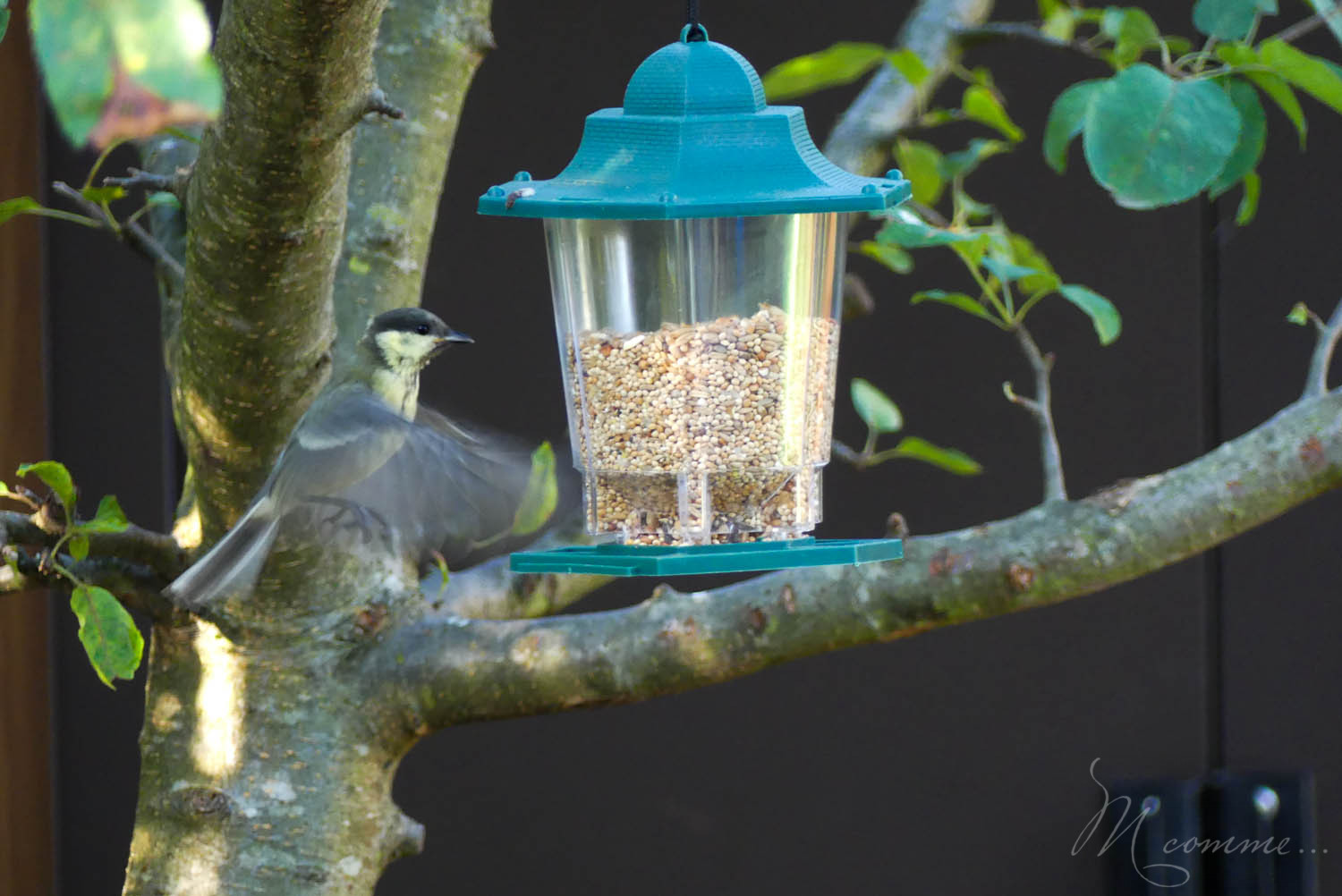 Comment observer les insectes et les oiseaux qui vivent dans le jardin ? Une belle activité nature à faire avec les enfants, en veillant à ne pas faire de mal aux insectes ! #observer #observerlesinsectes #observerlesoiseaux #insectes #fourmis #abeilles #gendarmes #oiseaux #mesanges #mesangescharbonniere #moineaux #mangeoireaoiseaux #observatoireaoiseaux #observatoireainsectes #graine #attirerlesinsectes #nature #jardin #petitesbetes