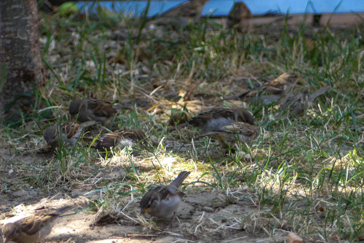 observer les oiseaux