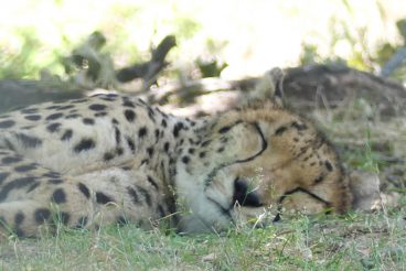 Parcours à pieds Safari de Peaugres