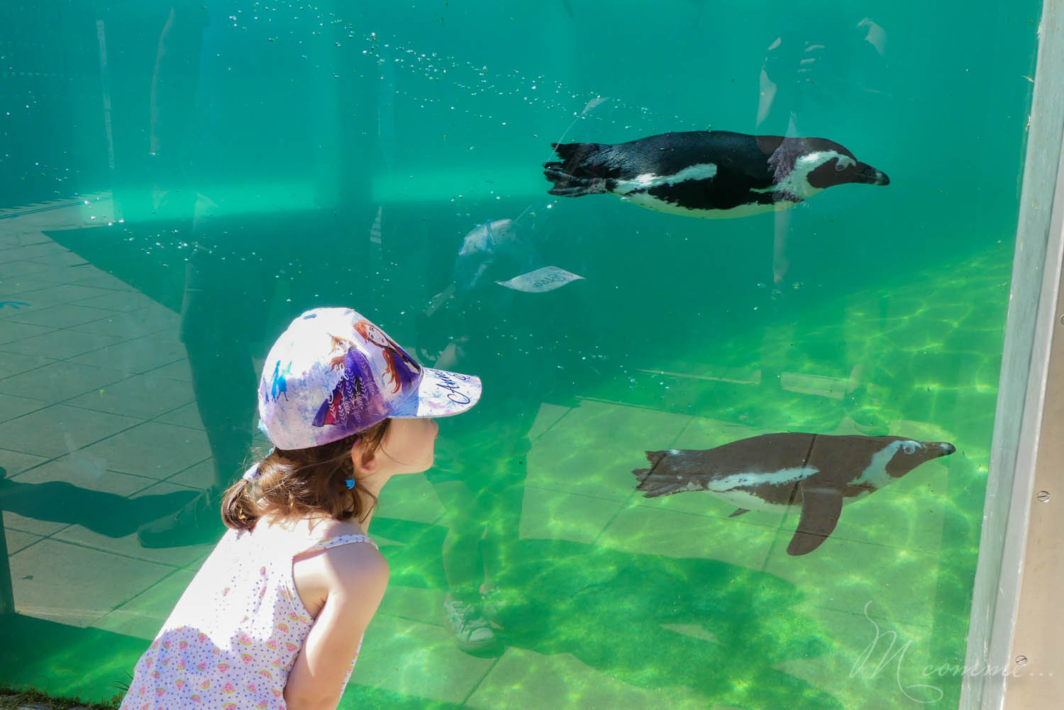 Envie de fraîcheur pour cet été ? Le Safari de Peaugres nous régale avec le Safari Splash : un espace aquatique sans profondeur d'eau ! #peaugres #safaridepeaugres #splash #safarisplash #aquatique #espaceaquatique #jeuxdeau #sortieenfamille #sortie #enfant #ete Safari de Peaugres avis sur l'espace aquatique