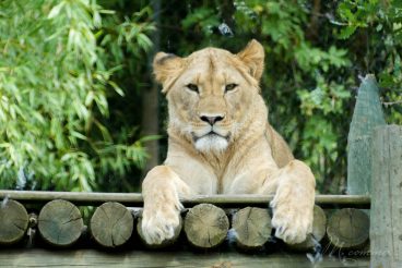 Envie de fraîcheur pour cet été ? Le Safari de Peaugres nous régale avec le Safari Splash : un espace aquatique sans profondeur d'eau ! #peaugres #safaridepeaugres #splash #safarisplash #aquatique #espaceaquatique #jeuxdeau #sortieenfamille #sortie #enfant #ete Visite du Safari de Peaugres en été avec l'espace aquatique